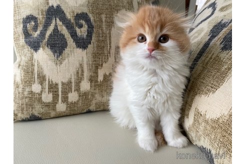 成約済の茨城県のスコティッシュフォールド-80047の7枚目